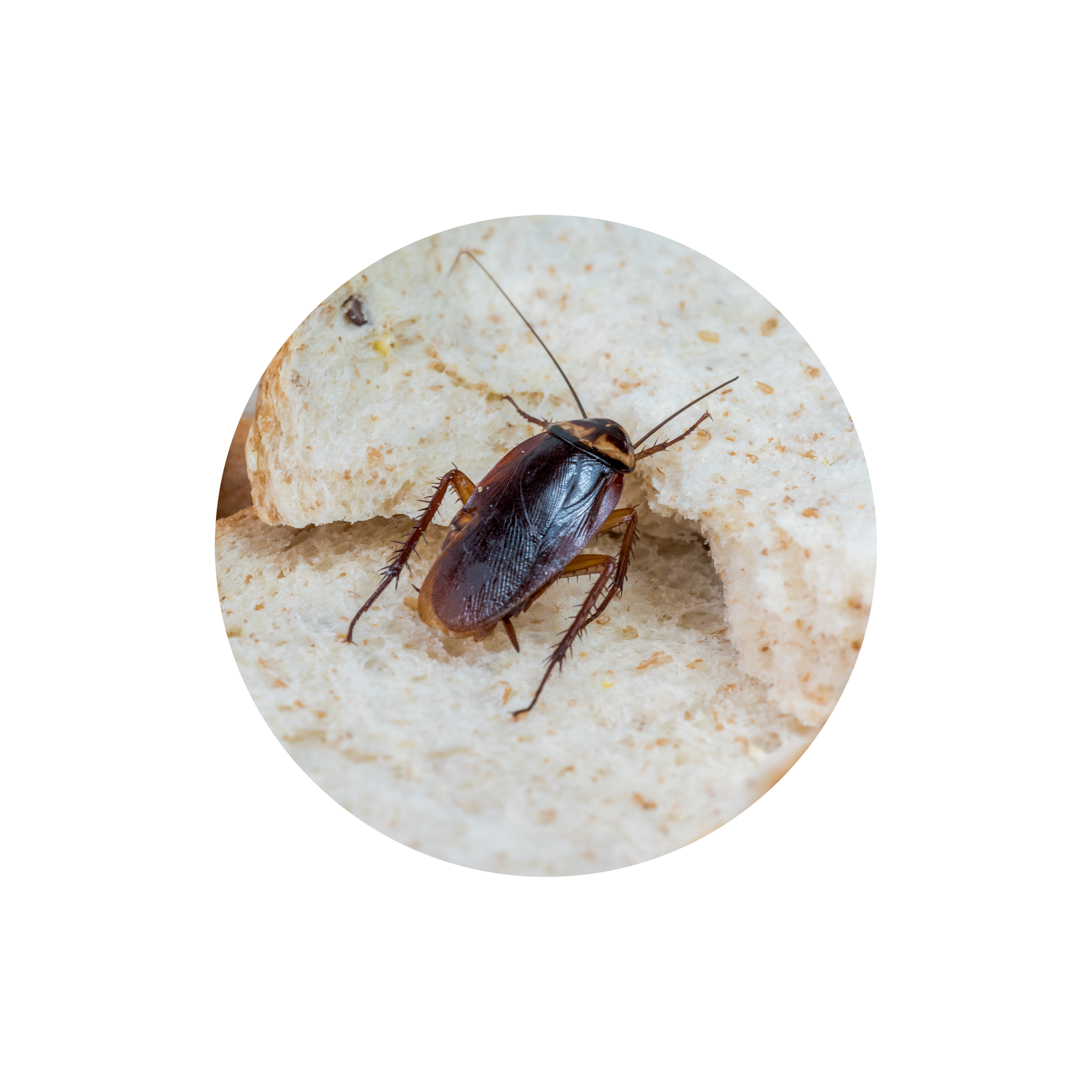 cucarachas-mandíbulas