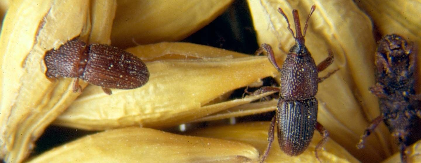 Gorgojos alimentándose de productos almacenados