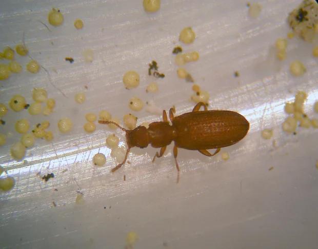 piojos-libros-escarabajos-pladur