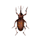 picudo-rojo-escarabajo-palmera