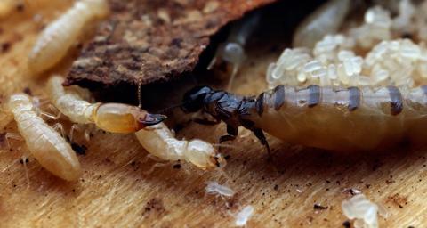 termitas-danos-tratamientos