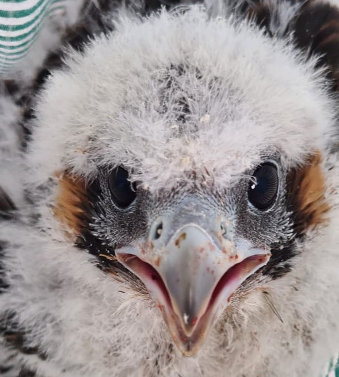 cría-halcón-anticimex