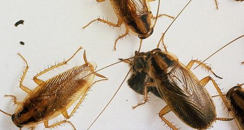 Cucaracha Oriental - Control de Plagas