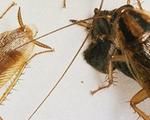 Eliminar Cucarachas en Zaragoza