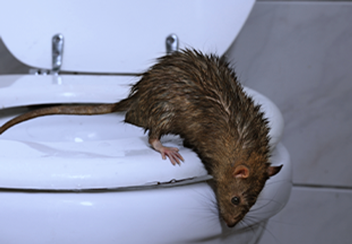 Rechazar Egoísmo escucha Qué tipos de ratas y ratones existen en España? - Anticimex