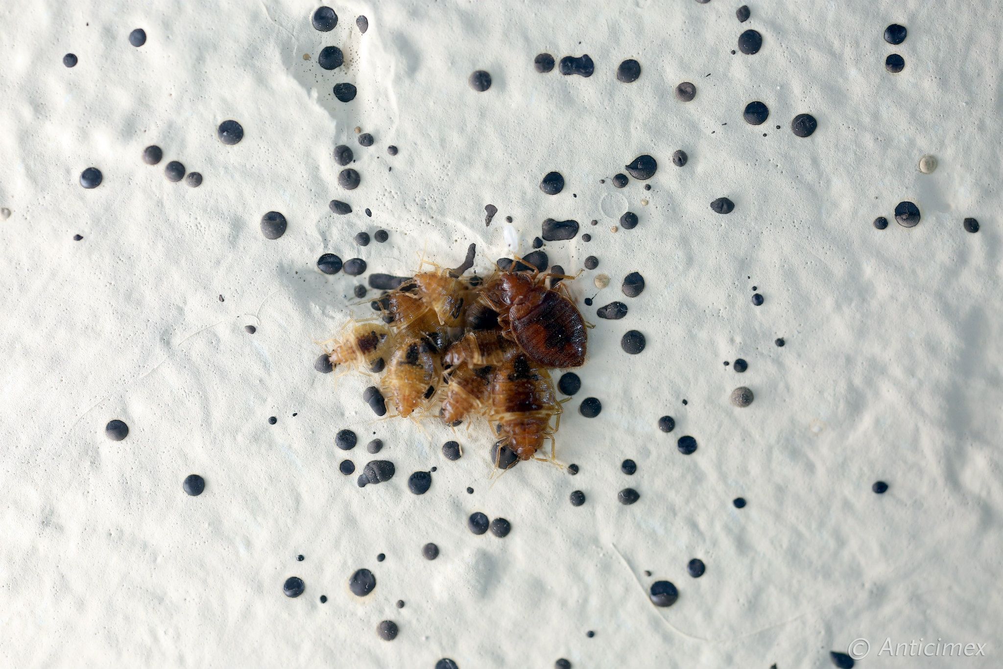 matar-chinches-fácilmente