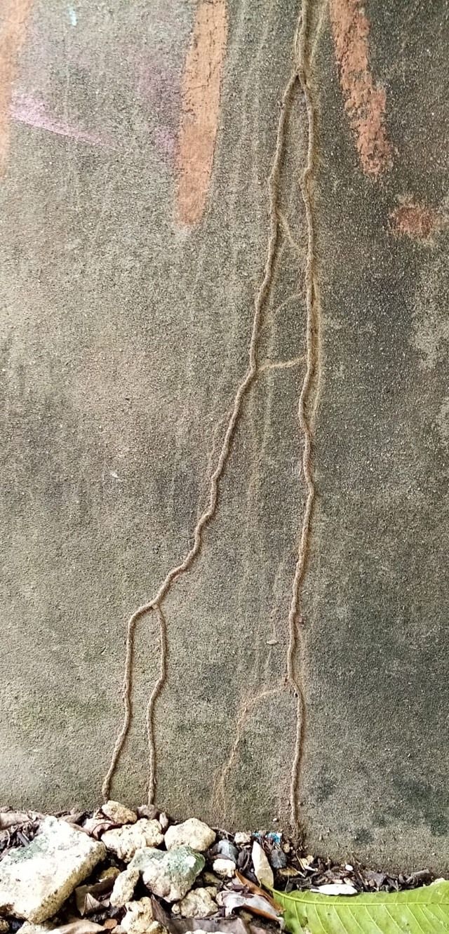 soluciones-caseras-termitas