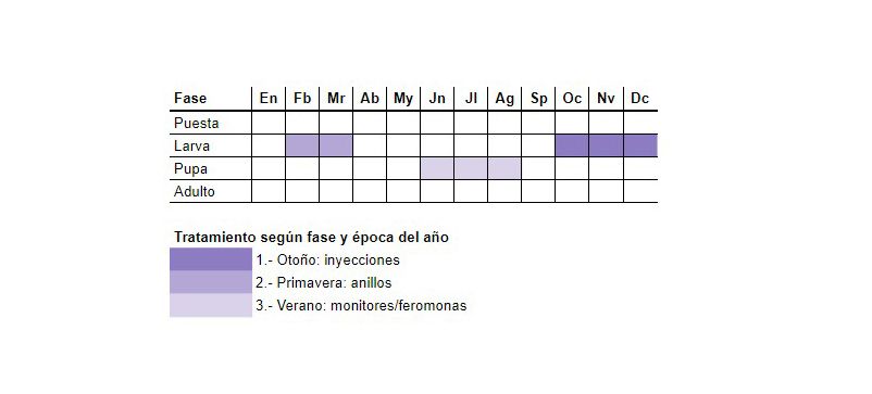 fase-tratamiento-oruga-procesionaria-del-pino