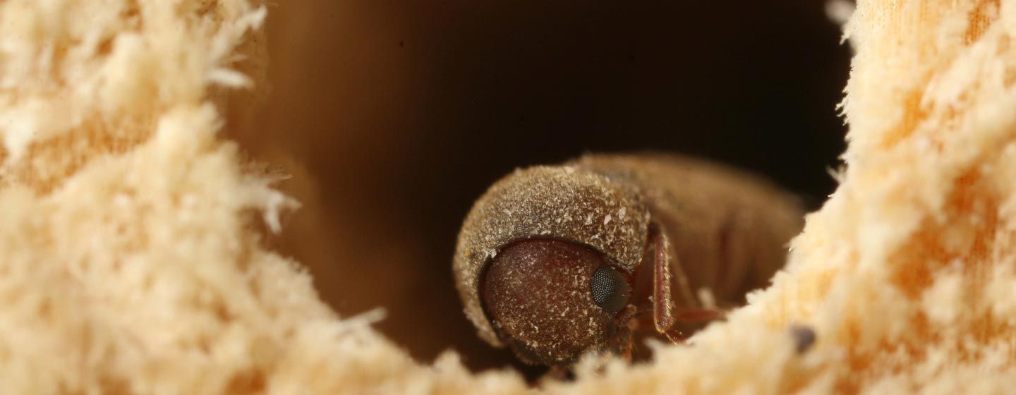 Diferencias entre la carcoma y las termitas