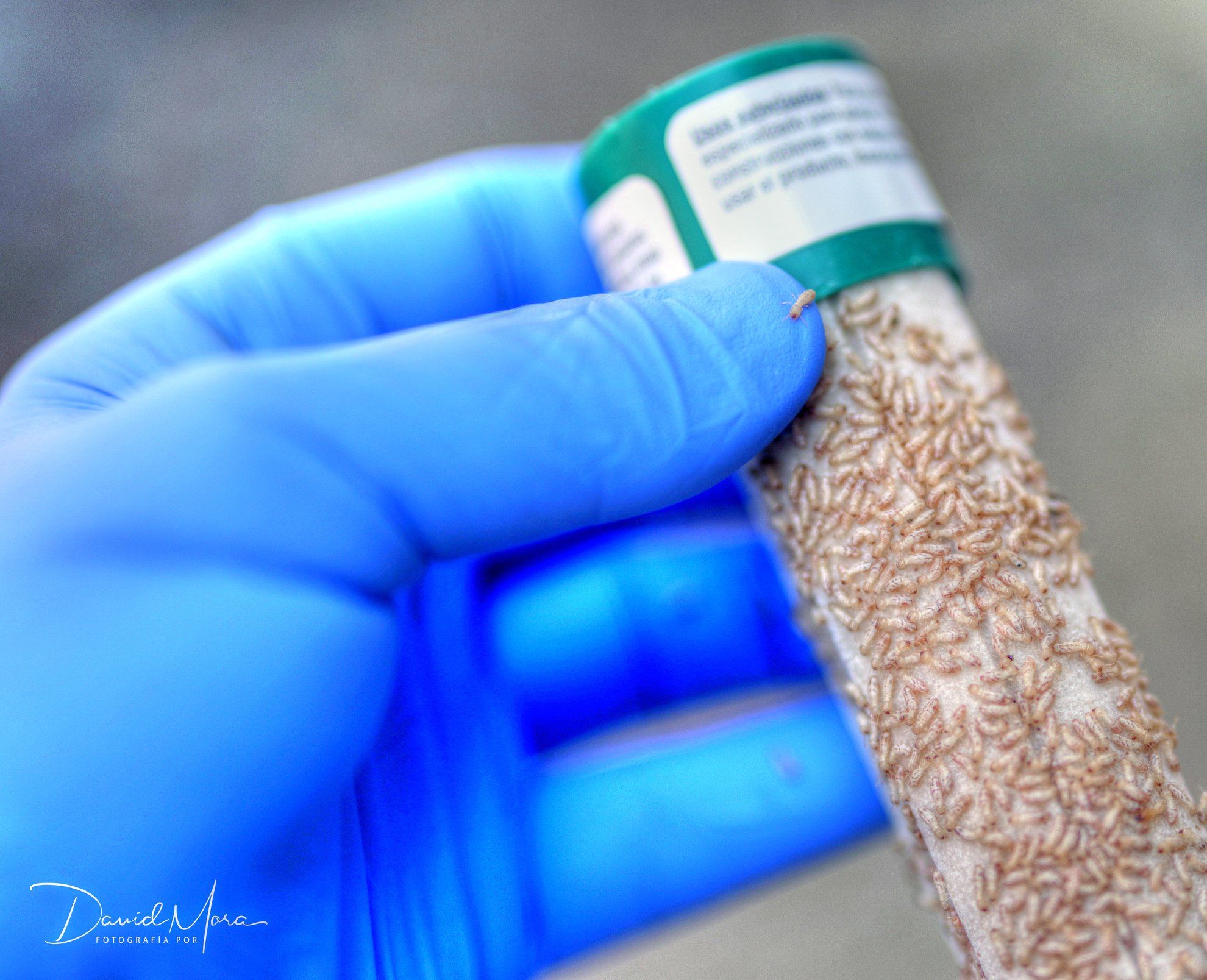 tratamiento-eliminar-termitas