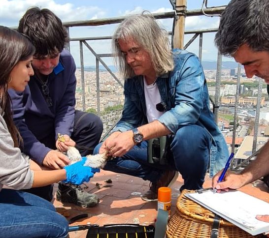 Four people band a bird on a tiled rooftop overlooking a city skyline.