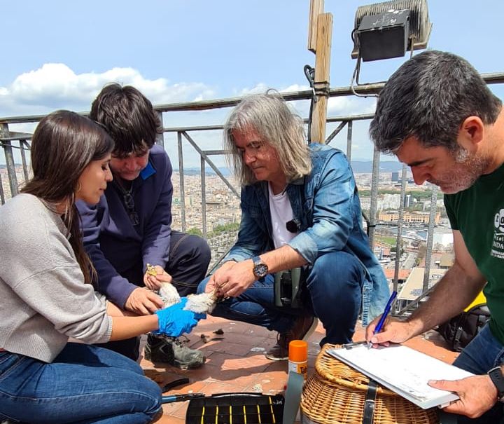 eduard-durany-galanthus-halcón