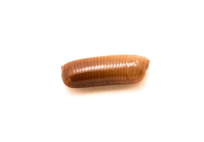 huevo-cucaracha-americana