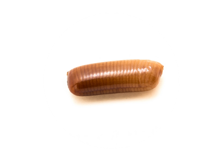 huevo-cucaracha