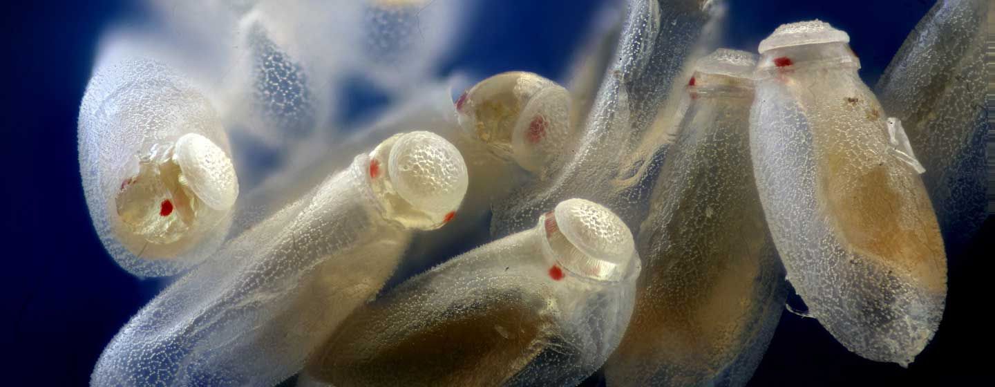 ciclo-vital-chinches-de-cama