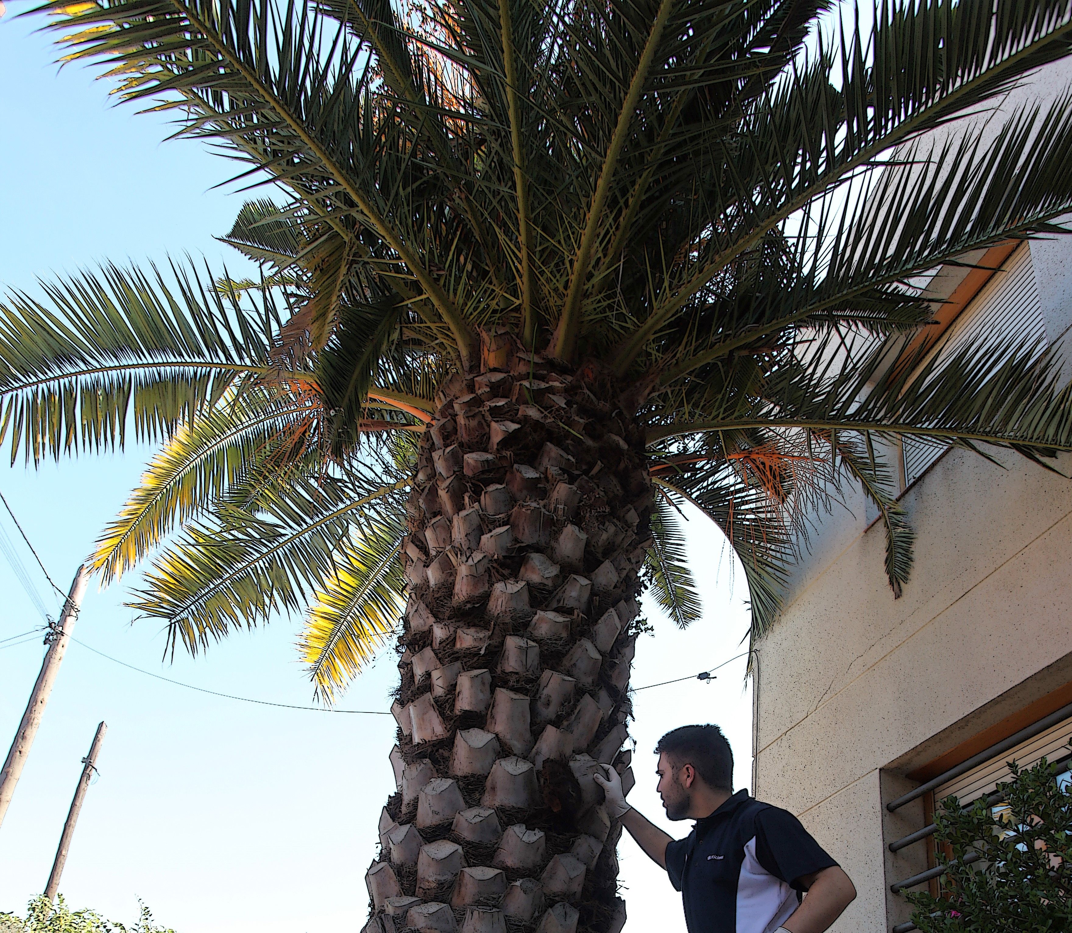 daños-palmera-picudo-rojo-escarabajo
