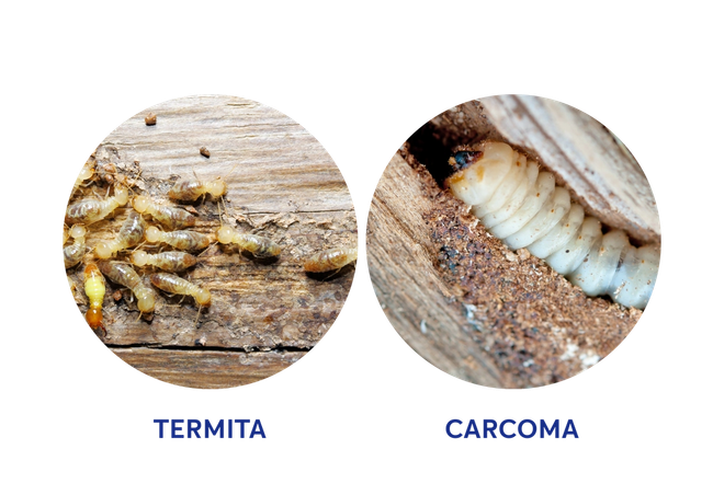 Tratamiento contra termita y carcoma