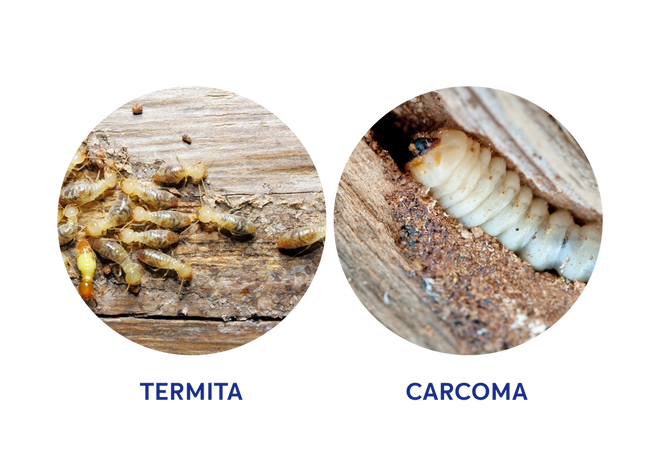 termita-carcoma