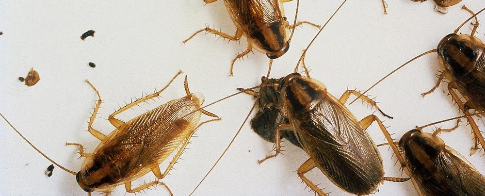 eliminar-cucarachas-[geo_name]