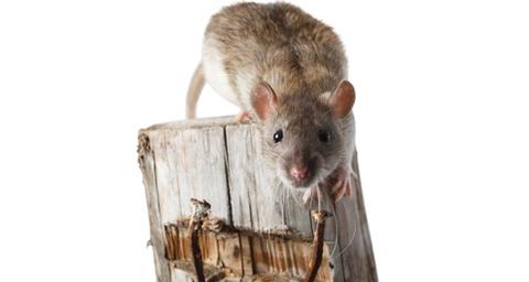 ratas-y-ratones