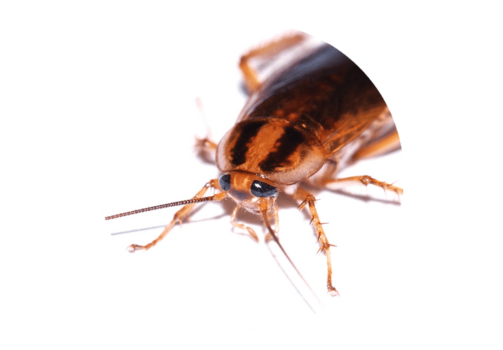 cucarachas-material-fecal