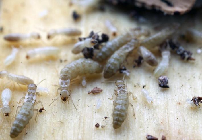 neotenicos-termitas