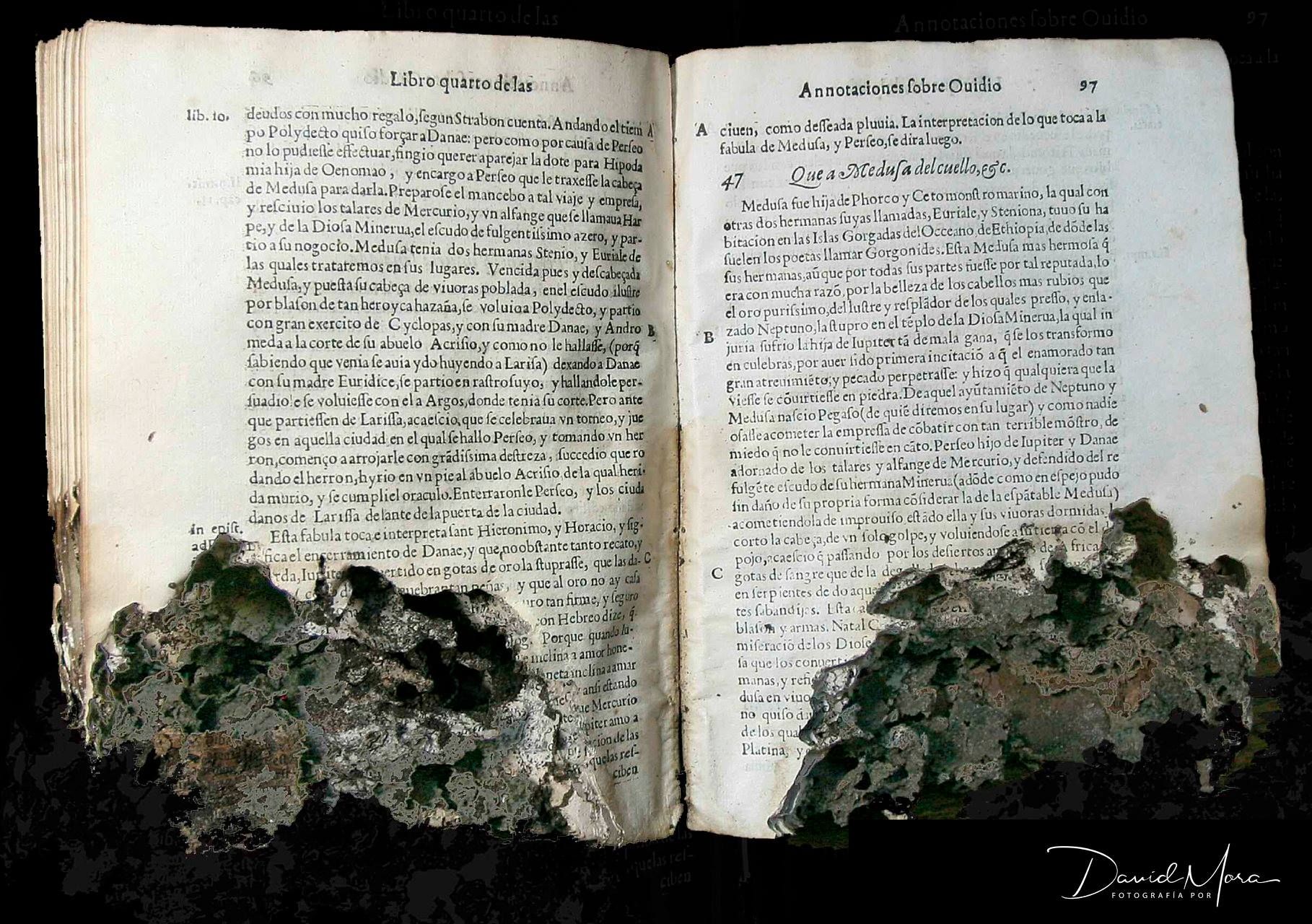 termitas-comen-celulosa