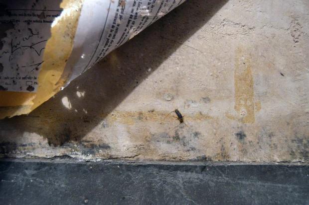 tratamiento-pececillos