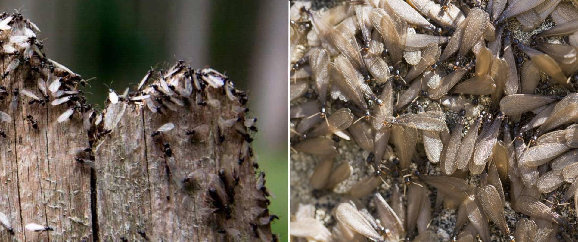 alas-termitas-hormigas