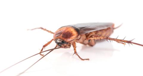 cucarachas-voladoras