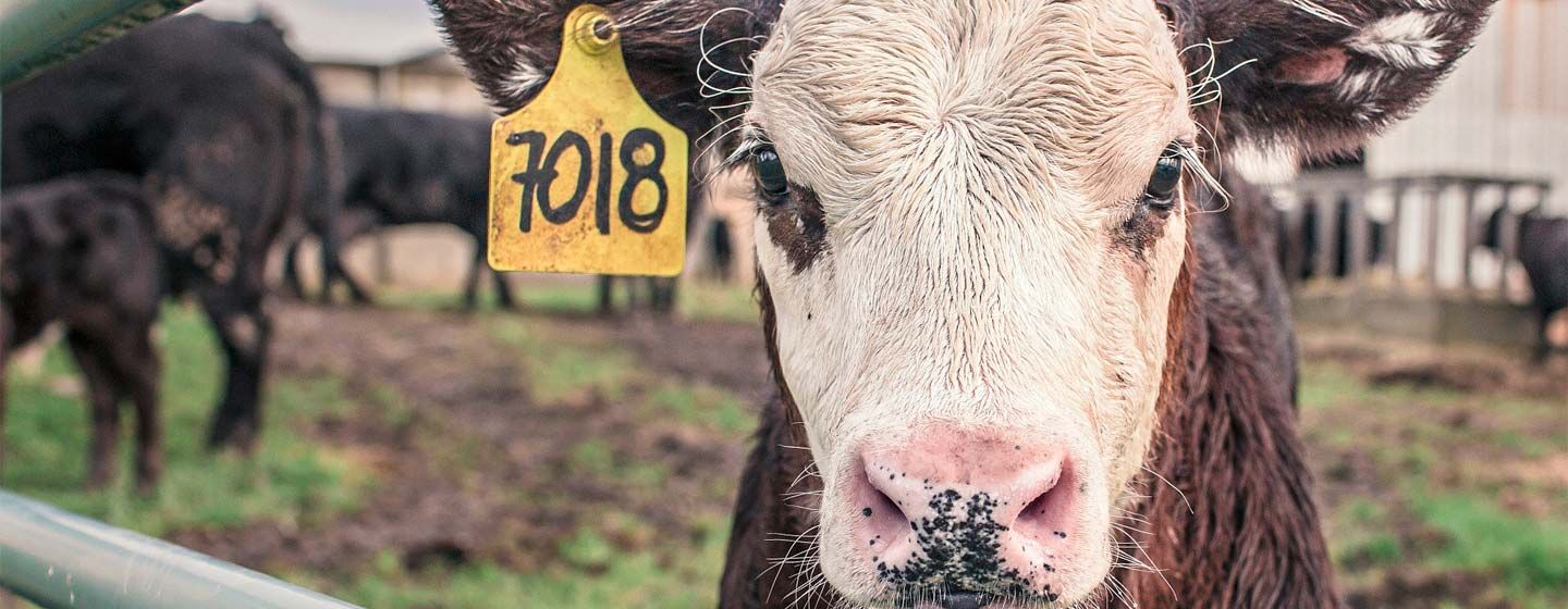 Control de Plagas en Granjas, Pastos y Graneros