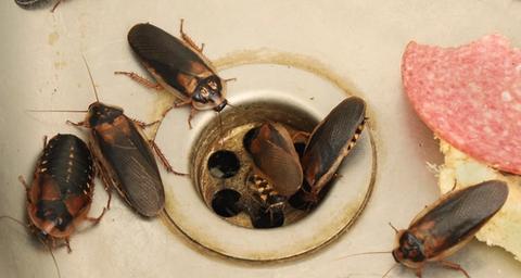 higiene-y-cucarachas