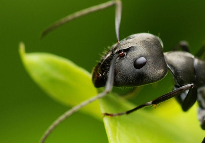 antenas-hormigas-termitas