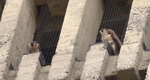 anillamiento-gaviotas-cantabrico