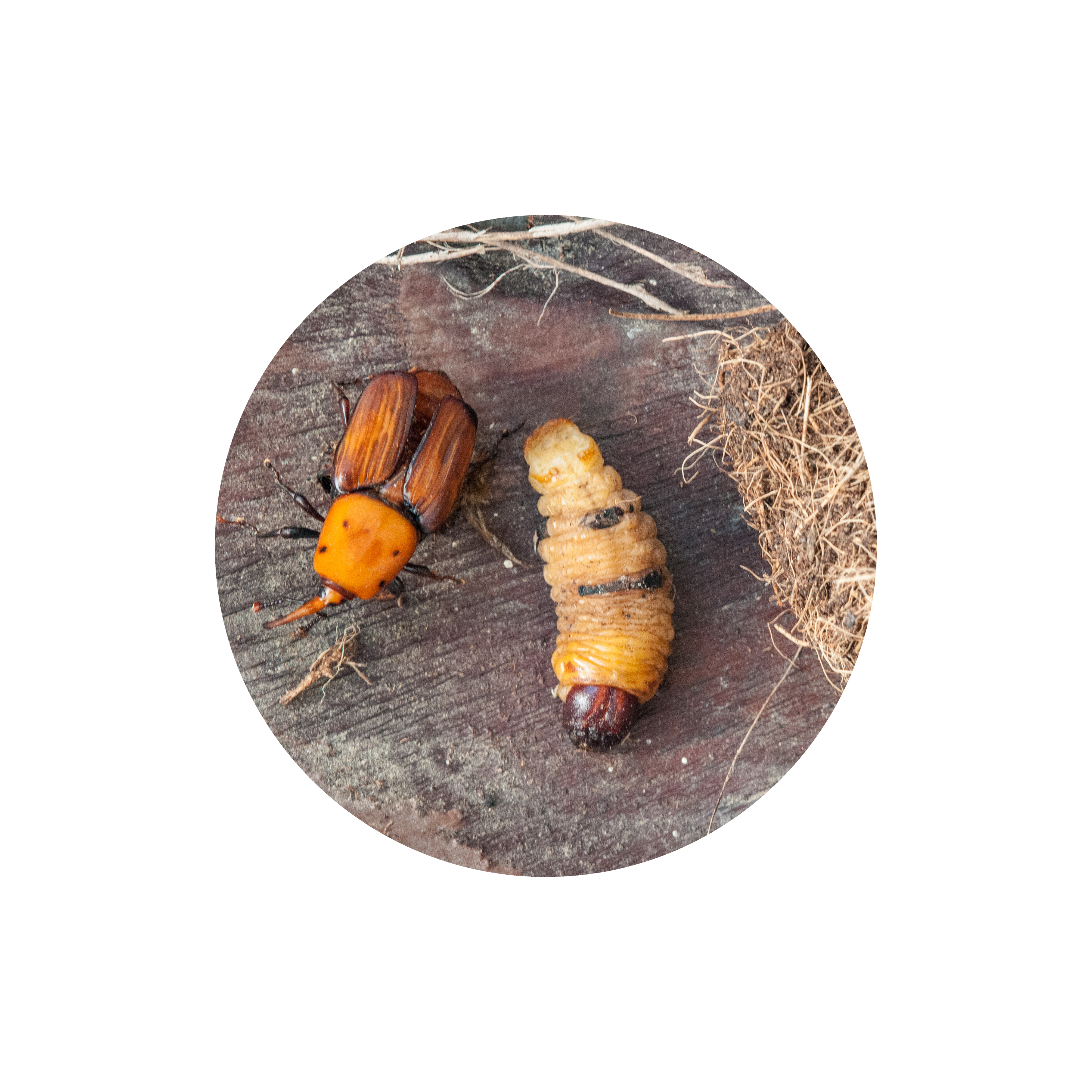 reproduccion-insecto-palmera