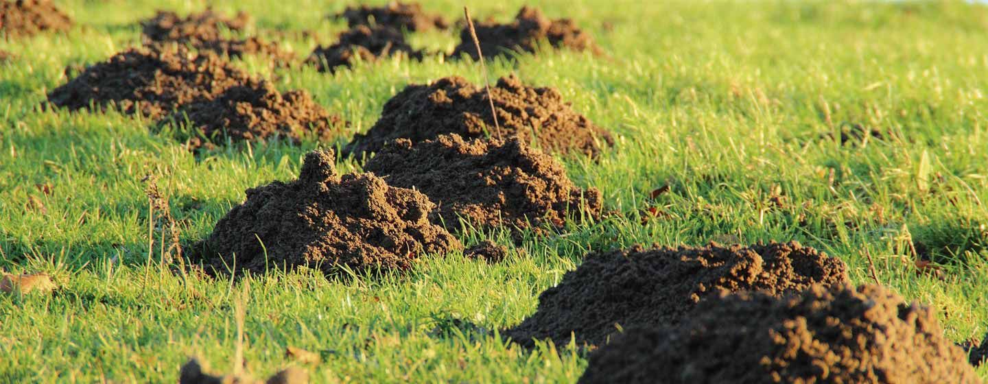 Topos destrozando un jardín