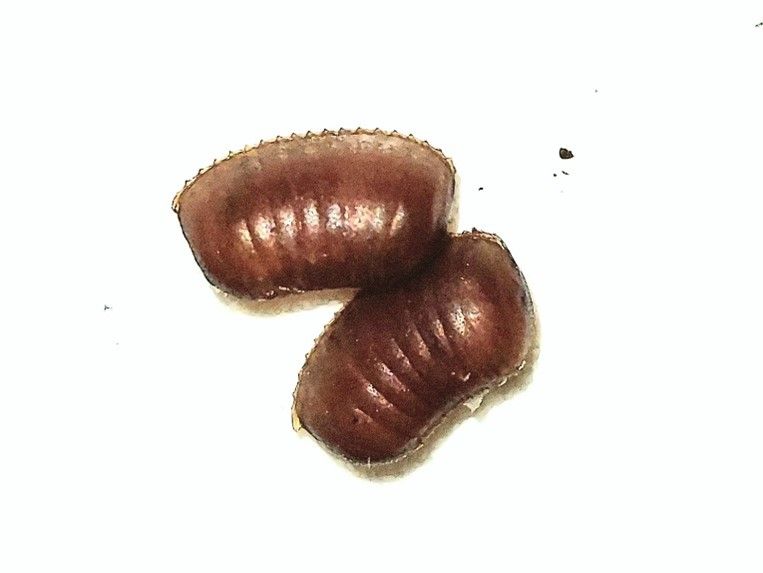 huevo-cucaracha-bandas-marrones