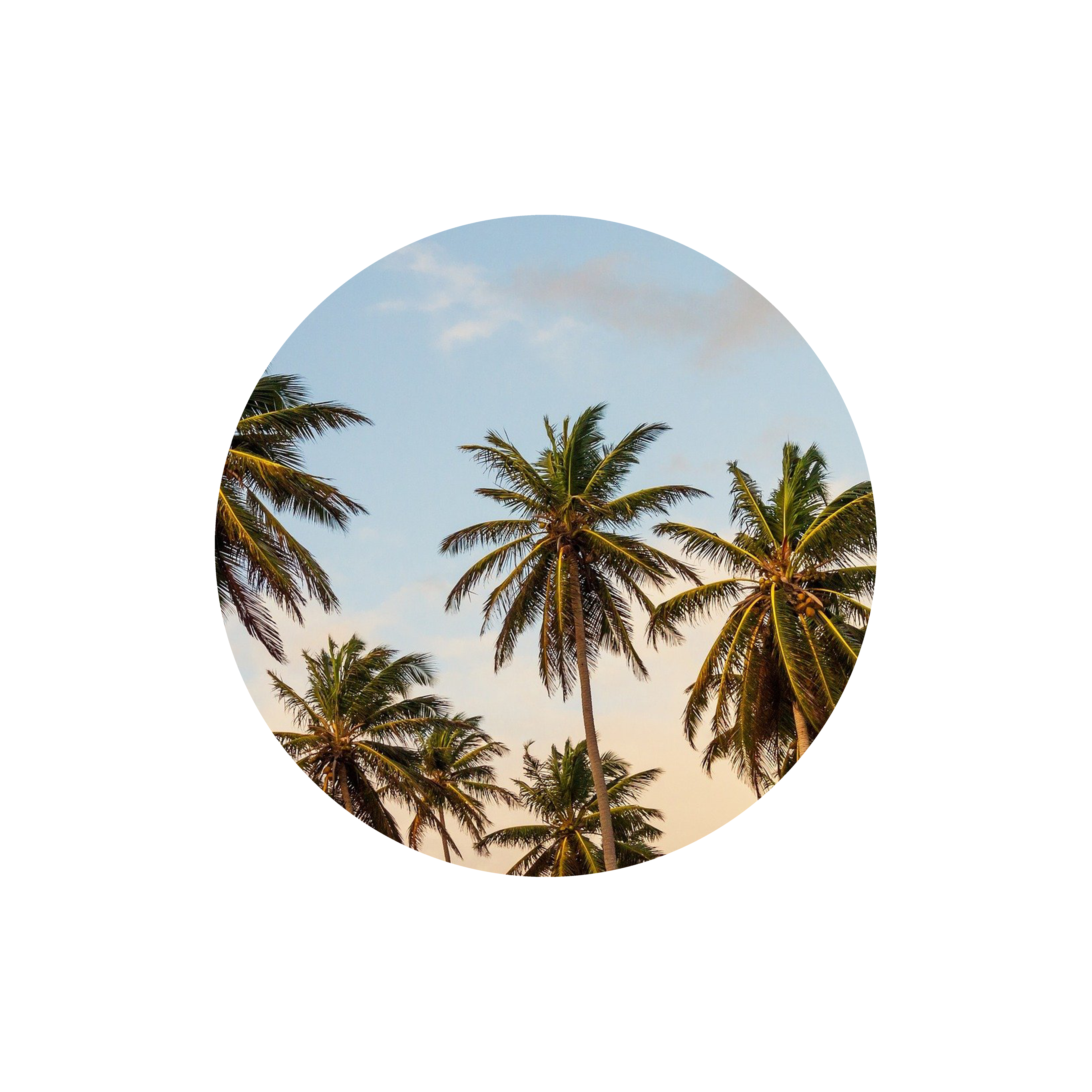 tratamiento-palmeras