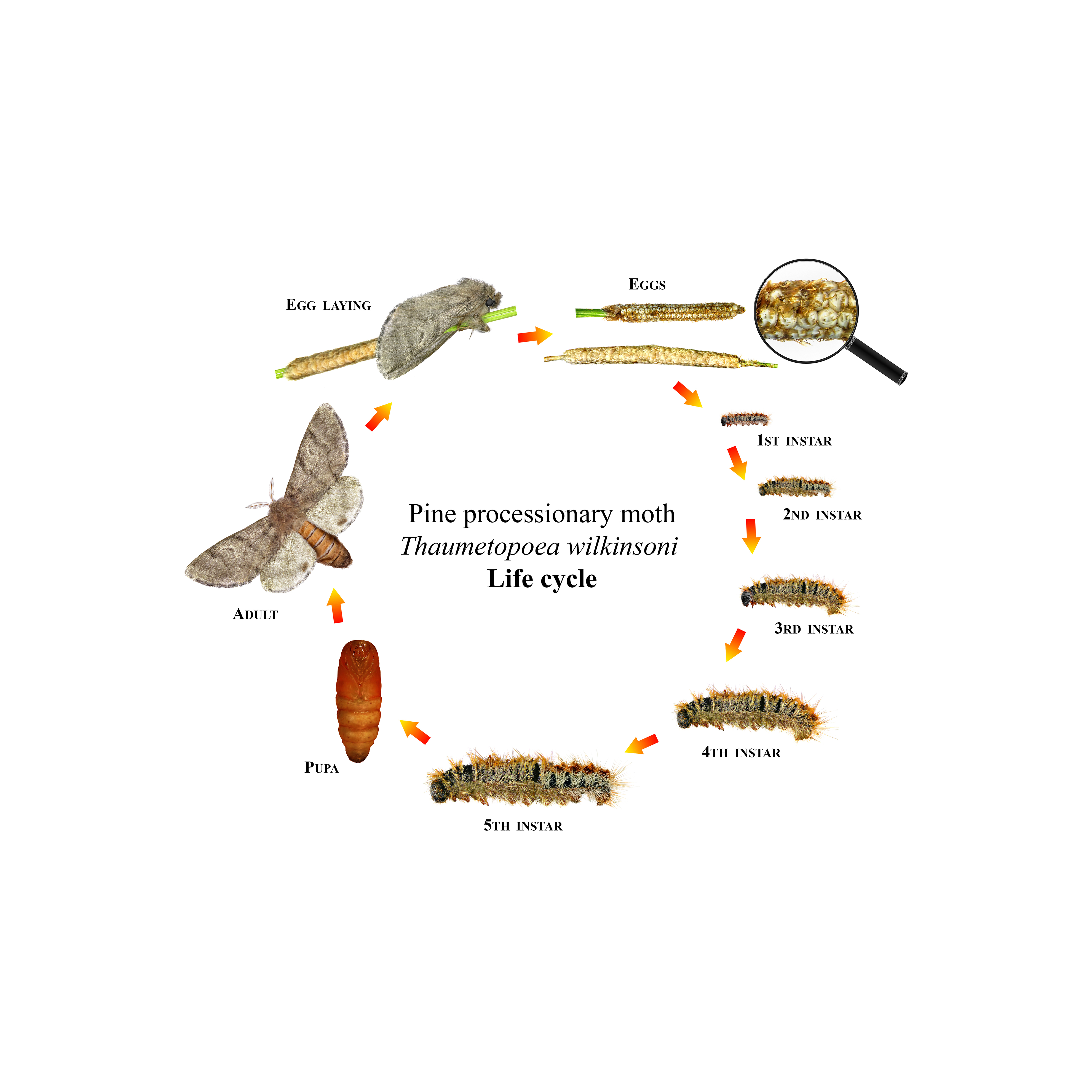 procesionaria-del-pino-orugas