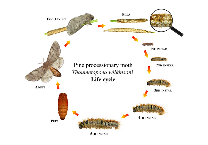 Oruga Procesionaria del Pino | Daños, Ciclo y Tratamiento Fitosanitario ...