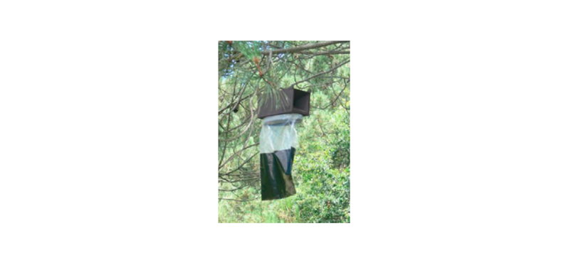 eliminar-procesionaria-del-pino