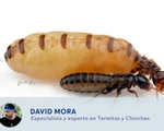 colonia-termitas
