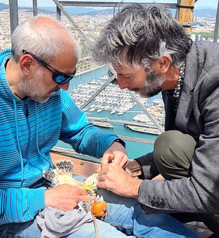 josep-valls-anticimex-galanthus