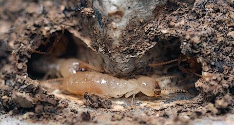 colonia-termitas