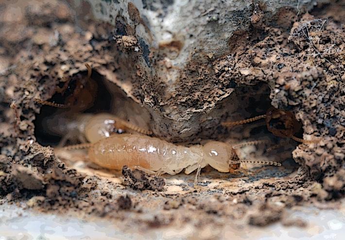 trofalaxia-termitas-cebos-sentritech