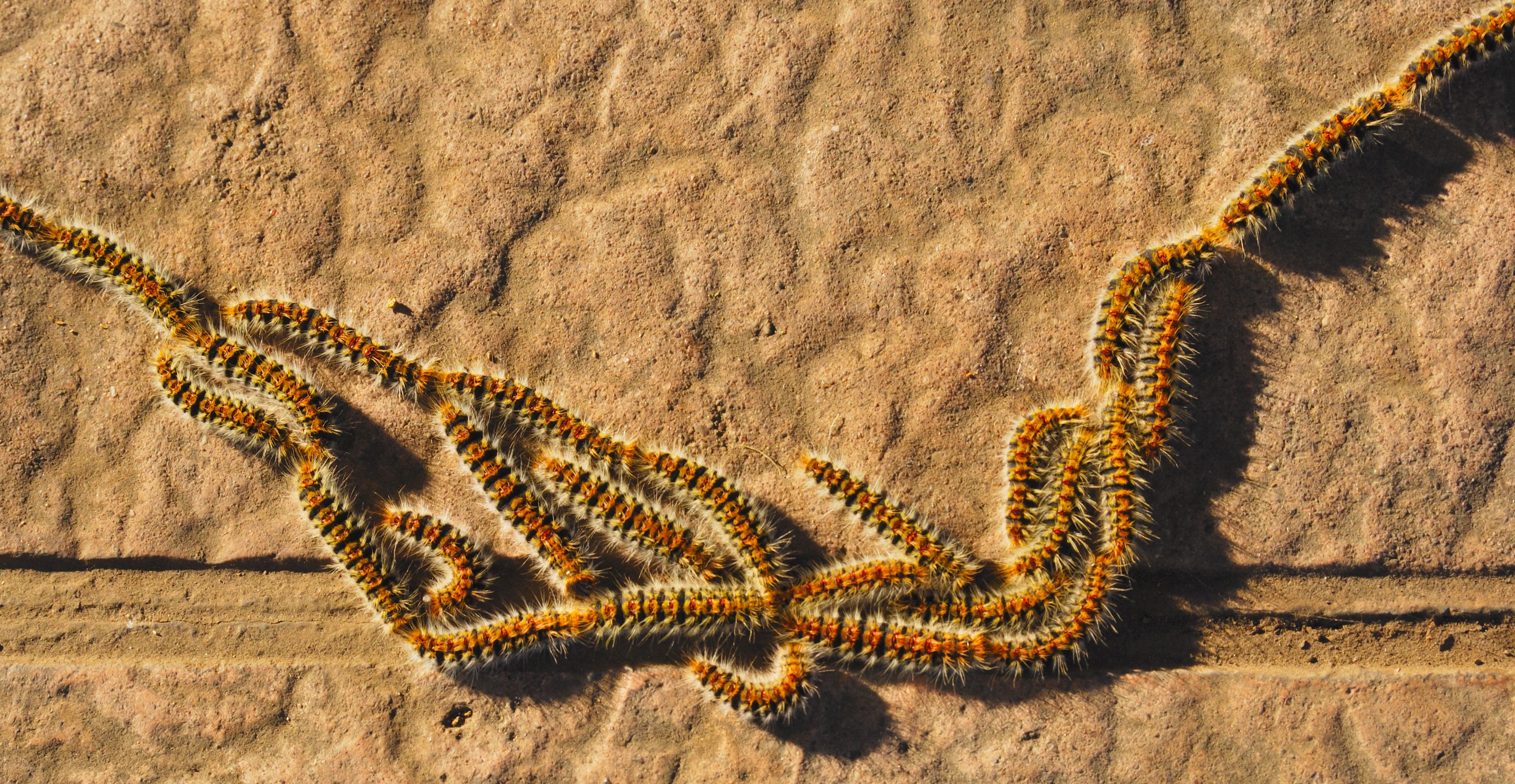 orugas-procesionaria-del-pino