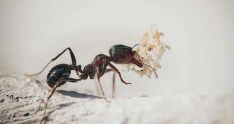 Tipos de Hormigas
