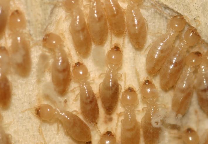 termitas-obreras