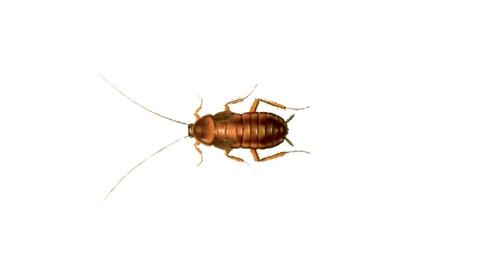 Cucaracha-Oriental-Control-Plagas