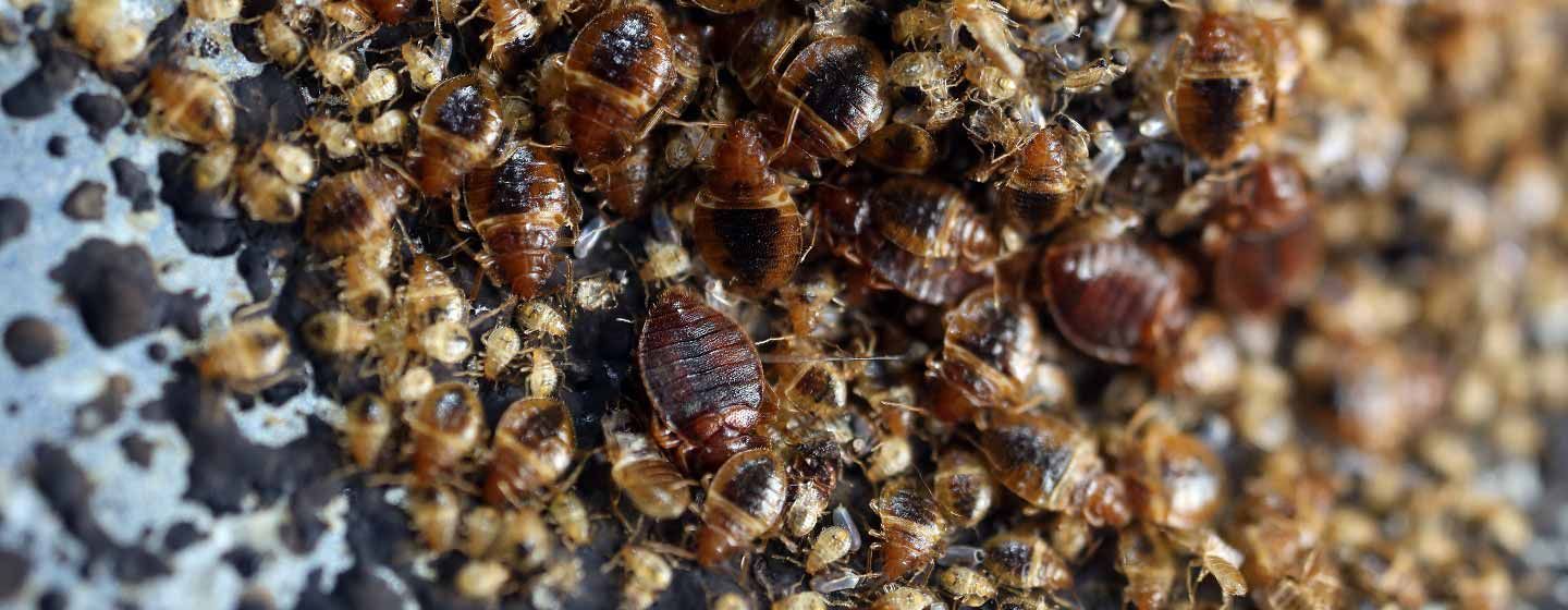 chinches-resistentes-insecticidas